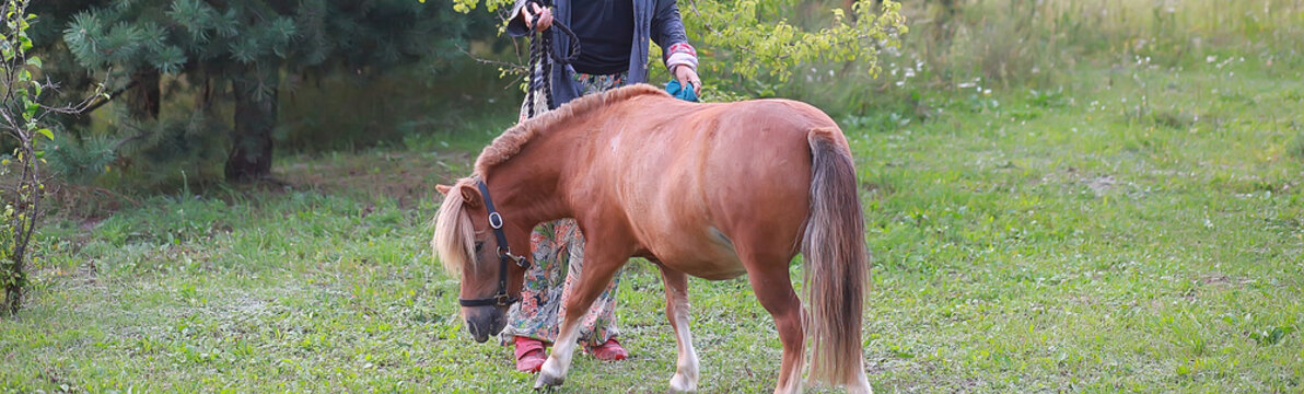 Pony Brown Mini Horse On A Ranch In The Countryside With A Hedge For Horses In Nature