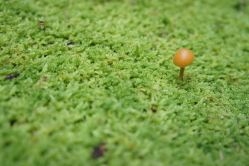 Toadstool on moss