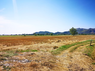 Summer rice fields behind mountains and sky background.