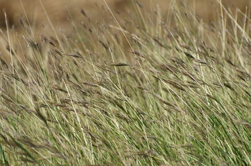 Close-Up of Crops Growing on Field.