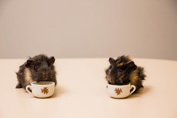 Two cute and funny guinea pig with a mug