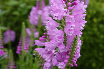 Obraz premium Close up of Japanese alpine plants and water drops(Japan alps / Japanese mountain)