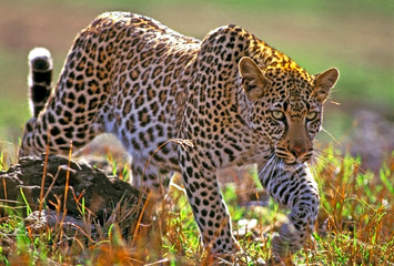 African Leopard hunting, Savannah, Africa.