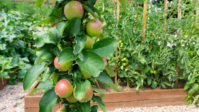 Ripening apples on the branches of a columnar young apple tree on the background of high wooden beds where vegetables are grown according to the principles of organic farming