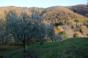 Olive tree against autumn woodland in Tusvany countryside