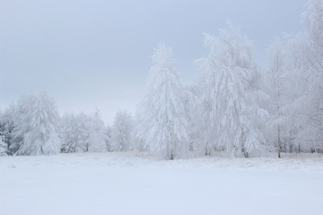 At the edge of the forest are birch trees all covered with frost