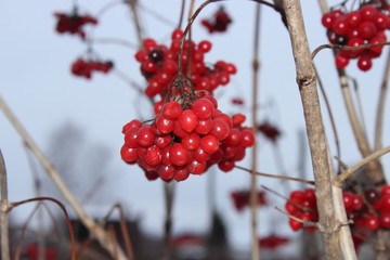  Viburnum on a tree, selective focus