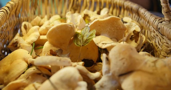 Travelling shot : little green automn leaf with Hydnum repandum, commonly known as the sweet tooth, wood hedgehog or hedgehog mushroom around inside Wicker basket