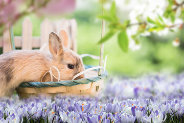 baby bunny on beautiful spring background with flowers and crocuses