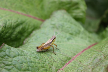 Grasshopper on green leaf