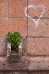 Brick wall, plant in a pot and a heart