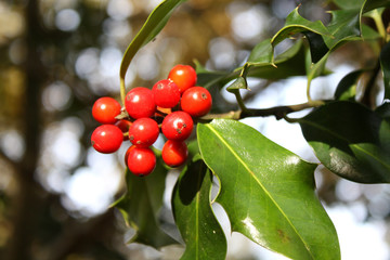 Stechpalme mit Früchten