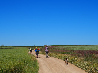 Fototapeta premium Pilgrims with dog walk in the beautiful agricultural landscape on the road to Santiago de Compostela, Camino de Santiago, Way of St. James, Journey from Burgos to Hornillos del Camino, French way, Spa