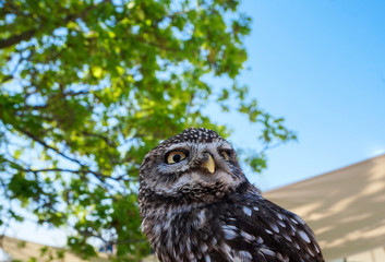 great grey owl