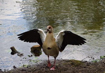 Egyptian goose flapping wings next to pond