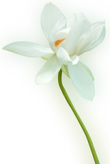 Lotus, flower isolated on white background