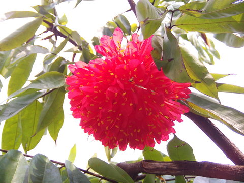 Blooming rose of Venezuela or brownea grandiceps flower in the garden.
