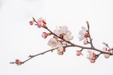 Pink apricot tree blossom in the city park on spring sunny day. Beautiful nature background. Toned photo, close up, shallow depth of the field.
