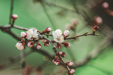 Pink apricot tree blossom in the city park on spring day. Beautiful nature background