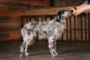 black and white english setter dog posing indoors