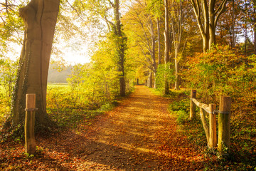 Sun shining through the trees in a forest with fallen leaves on a path during Autumn.