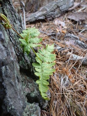 mushrooms in the autumn forest on stumps and in the grass