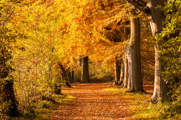 Sun shining through the trees in a forest with fallen leaves on a path during Autumn.