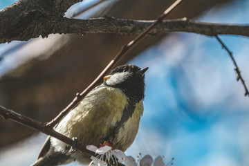 Great tit (Parus major) on a branch in the city park on spring sunny day. Beautiful nature background