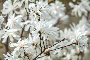 White magnolia (Magnolia stellata) blossom in the city park on spring sunny day.