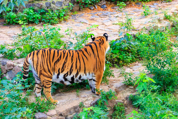 Portrait of a tiger (Panthera tigris)
