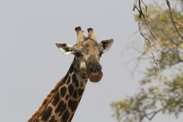 Nosy Giraffe