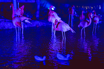 Pink flamingos standing by a lake in a bleu illuminated park