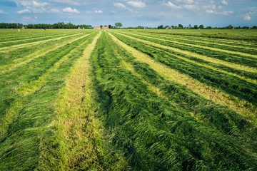 Fototapeta na wymiar Making silage grass. Freshly cut silage in the meadows of the Netherlands near the city of Oudewater. Multi-cut Silage production. Farmland with grass and cows. Inkuilen van gras
