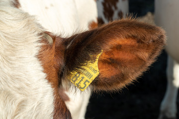 Closeup of cattle ear tag for identification and managing livestock. Brown ear of a cow with single yellow ear tag