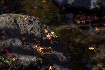 記念公園の紅葉#4