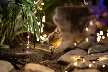 Tame female pheasant walking in a garden