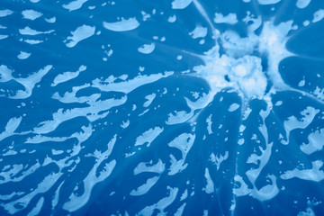 Texture close-up of juicy grapefruit. Vitamin trendy blue background.