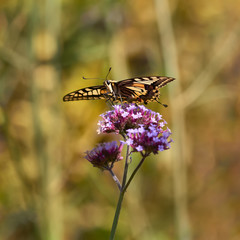 Common swallowtail against warm blurred background
