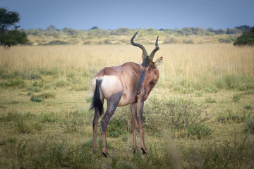 Naklejka na ściany i meble Tsessebe or sassaby, Latin name: Damaliscus lunatus, is one of five subspecies of African antelope Damaliscus lunatus. sessebe are found primarily in Angola, Zambia, Namibia, Botswana, Zimbabwe