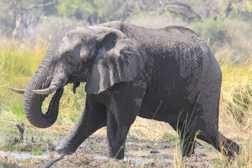 Obraz premium Elephants on the Okavango Delta