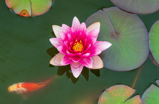 Blooming pink with white waterlilies in a pond with bright orange goldfish swimming underneath. Flowering fuchsia colored water lily. Nymphaea, floating flowers in the Netherlands