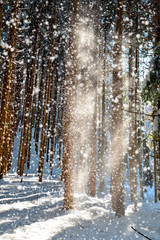 Fiocchi di neve nel bosco
