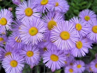 flowers on green background