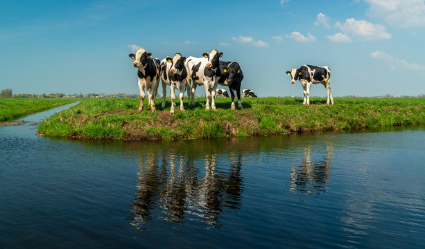 Cows looking out over the water in typical Dutch grass polder. Oudewater, province of Utrecht, the Netherlands. Holstein Friesian cattle reflected in the water. Young calf in meadow landscape