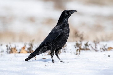 Carrion Crows (Corvus corone) on snow. Leon, Spain