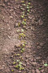 Young green seedling growing from the soil in springtime, in outdoor garden