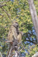 Naklejka na ściany i meble Baboon in tree