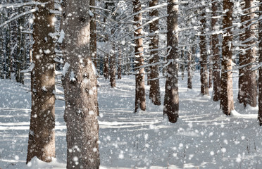 Fototapeta premium Fiocchi di neve nel bosco