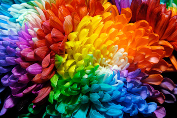 Colored chrysanthemums of different colors. Rainbow Chrysanthemum at the Flower Show