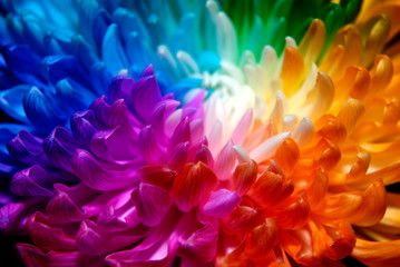 Colored chrysanthemums of different colors. Rainbow Chrysanthemum at the Flower Show